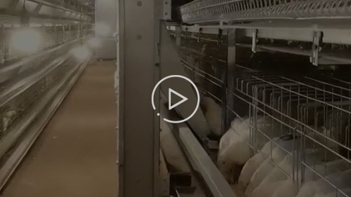 挎斗喂料機(jī)喂雞視頻