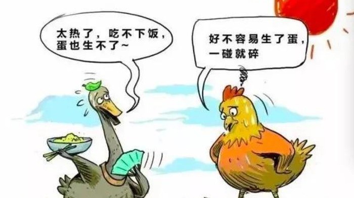 夏季高溫規(guī)模化蛋雞養(yǎng)殖，熱應(yīng)激不僅僅是環(huán)境問(wèn)題？最重要的是管理