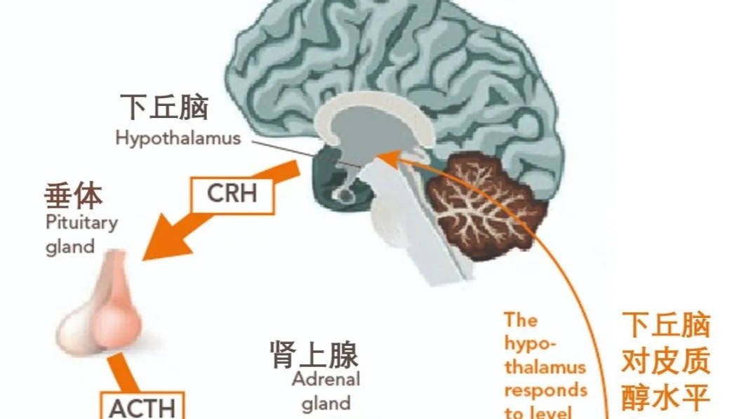 你了解夏季高溫環(huán)境對(duì)雞群的影響嗎？蛋雞養(yǎng)殖都有哪些防治措施？
