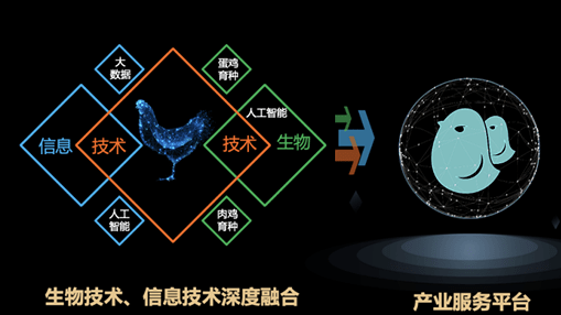 智慧蛋雞向“數(shù)”而興 家禽產(chǎn)業(yè)數(shù)字化駛入快車道