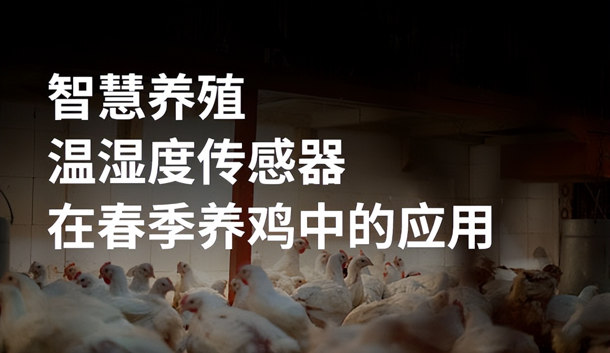 蛋雞養(yǎng)殖未來(lái)前景在哪里？智能化養(yǎng)殖將成為行業(yè)趨勢(shì)