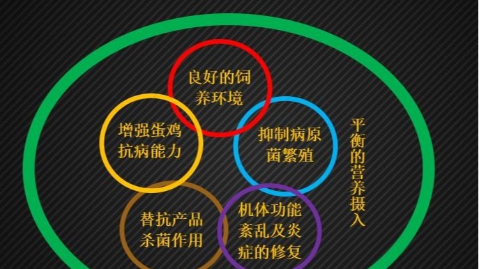 遠卓農牧為您解讀“六環(huán)”蛋雞無抗養(yǎng)殖營養(yǎng)調控方案